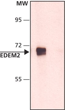 Anti-EDEM2 (N-terminal) antibody produced in rabbit ~1.0&#160;mg/mL, affinity isolated antibody, buffered aqueous solution