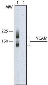 Monoclonal Anti-Neural Cell Adhesion Molecule antibody produced in mouse clone NCAM-0B11, ascites fluid