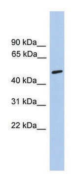 Anti-CHRNA5 antibody produced in rabbit affinity isolated antibody