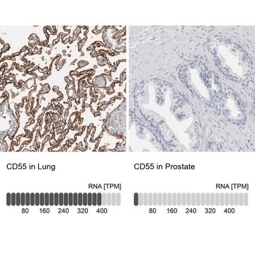 Anti-CD55 antibody produced in rabbit Prestige Antibodies&#174; Powered by Atlas Antibodies, affinity isolated antibody, buffered aqueous glycerol solution