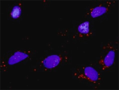 Monoclonal Anti-NTF5 antibody produced in mouse clone 1G12, purified immunoglobulin, buffered aqueous solution