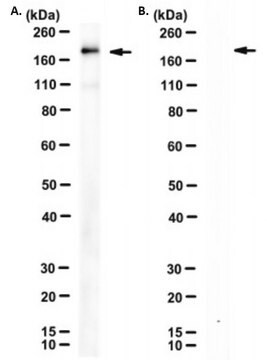 Anti-SARS-CoV-2 Spike RBD Antibody, clone 7D1-C12