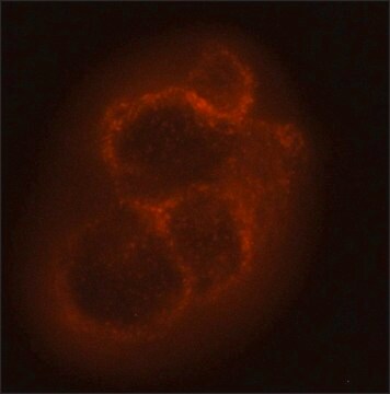 Monoclonal Anti-NG2/CSPG4 antibody produced in mouse clone 2164B6, purified from hybridoma cell culture