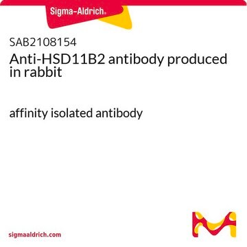 Anti-HSD11B2 antibody produced in rabbit affinity isolated antibody