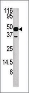 Anti-NUP54 (center A315) antibody produced in rabbit saturated ammonium sulfate (SAS) precipitated, buffered aqueous solution