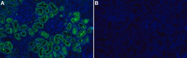 Anti-PSAT1 Antibody, clone 1C7 ZooMAb&#174; Rabbit Monoclonal recombinant, expressed in HEK 293 cells