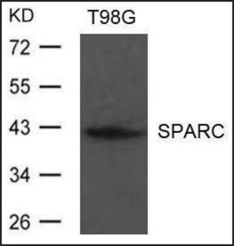 Anti-SPARC antibody produced in rabbit affinity isolated antibody