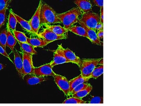 Anti-mTOR Antibody, clone 21A12.2 clone 21A12.2, from mouse