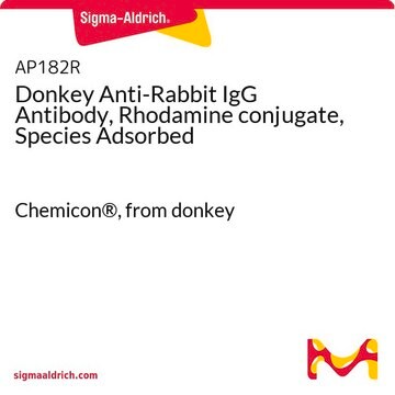 Donkey Anti-Rabbit IgG Antibody, Rhodamine conjugate, Species Adsorbed Chemicon&#174;, from donkey