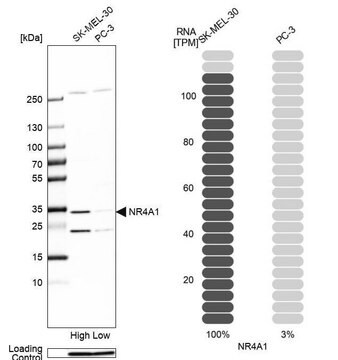 Anti-NR4A1 antibody produced in rabbit Prestige Antibodies&#174; Powered by Atlas Antibodies, affinity isolated antibody