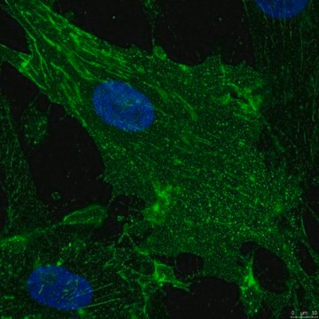 Anti-Integrin alpha 5 (CD49e) Antibody, clone mAb11 clone mAB11, from rat