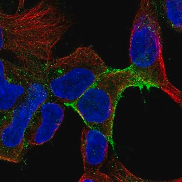 Anti-Il11Ra Antibody Produced In Rabbit Prestige Antibodies&#174; Powered by Atlas Antibodies, affinity isolated antibody, buffered aqueous glycerol solution