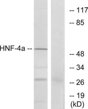 抗HNF4抗体 ウサギ宿主抗体 affinity isolated antibody