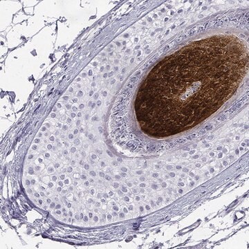 Anti-KRTAP2-4 antibody produced in rabbit Prestige Antibodies&#174; Powered by Atlas Antibodies, affinity isolated antibody