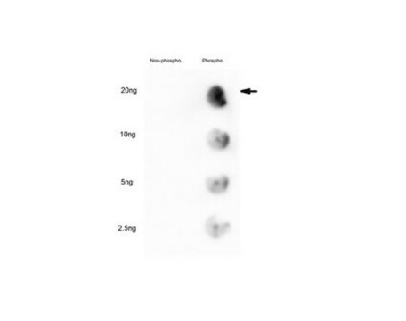 Anti-phospho GATA6 (Ser37) from rabbit