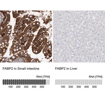 抗FABP2 ウサギ宿主抗体 Prestige Antibodies&#174; Powered by Atlas Antibodies, affinity isolated antibody, buffered aqueous glycerol solution