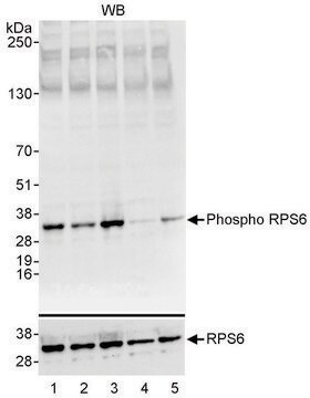 Rabbit anti-Phospho RPS6 (S235/236) Antibody, Affinity Purified Powered by Bethyl Laboratories, Inc.