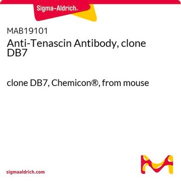 Anti-Tenascin Antibody, clone DB7 clone DB7, Chemicon&#174;, from mouse