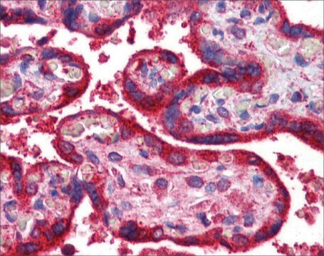 抗WNT3A抗体 ウサギ宿主抗体 affinity isolated antibody