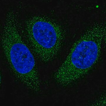 Anti-ASPH antibody produced in rabbit Prestige Antibodies&#174; Powered by Atlas Antibodies, affinity isolated antibody