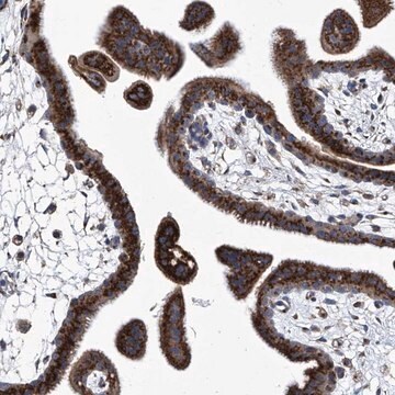 Anti-TJAP1 antibody produced in rabbit Prestige Antibodies&#174; Powered by Atlas Antibodies, affinity isolated antibody, buffered aqueous glycerol solution, ab2