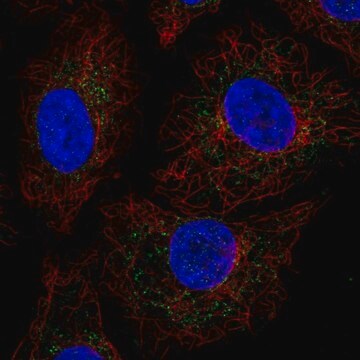 Anti-GADD45GIP1 antibody produced in rabbit Prestige Antibodies&#174; Powered by Atlas Antibodies, affinity isolated antibody