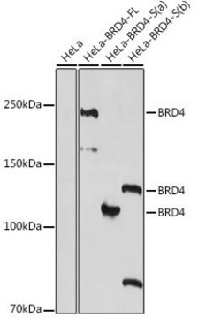 Anti- BRD4 antibody produced in rabbit