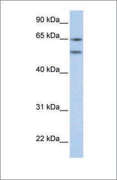 Anti-HTR2A antibody produced in rabbit affinity isolated antibody