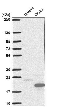 Anti-COA3 antibody produced in rabbit Prestige Antibodies&#174; Powered by Atlas Antibodies, affinity isolated antibody, buffered aqueous glycerol solution