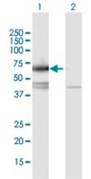 Anti-IL17RC antibody produced in mouse purified immunoglobulin, buffered aqueous solution