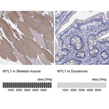 Anti-MYL1 antibody produced in rabbit Prestige Antibodies&#174; Powered by Atlas Antibodies, affinity isolated antibody, buffered aqueous glycerol solution