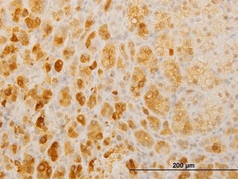 Monoclonal Anti-TWIST2 antibody produced in mouse clone 3C8, purified immunoglobulin, buffered aqueous solution