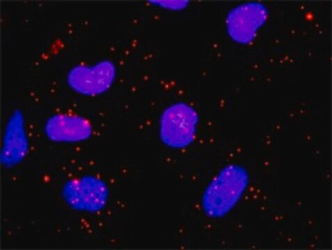 Monoclonal Anti-CLTC antibody produced in mouse clone 2E5, purified immunoglobulin, buffered aqueous solution