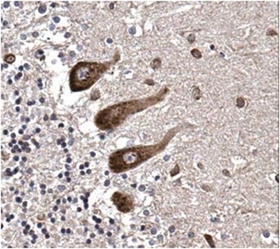 Anti-BICD2 Antibody from rabbit, purified by affinity chromatography