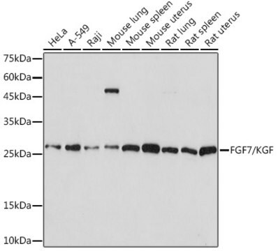 Anti-FGF7/KGF Antibody, clone 4L2O8, Rabbit Monoclonal