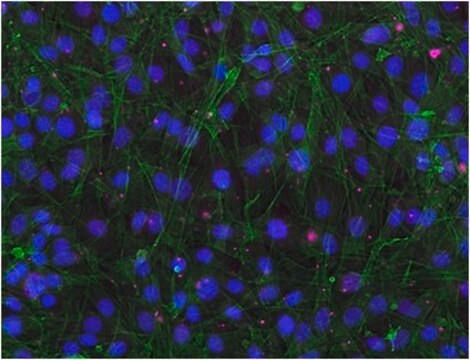 Sheep Anti-Rabbit IgG Antibody, Cy5 conjugate from sheep, CY5 conjugate