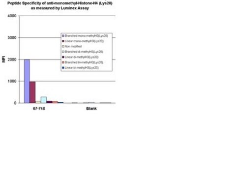 Anti-monomethyl-Histone H4 (Lys20) Antibody Upstate&#174;, from rabbit