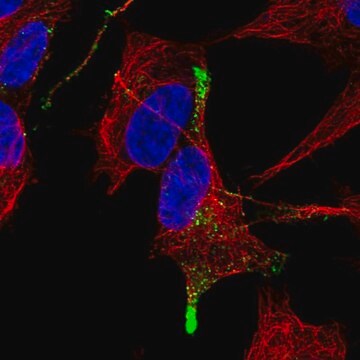 Anti-TGFB3 antibody produced in rabbit Prestige Antibodies&#174; Powered by Atlas Antibodies, affinity isolated antibody