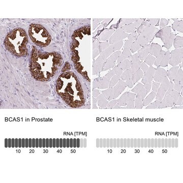 Anti-BCAS1 antibody produced in rabbit Prestige Antibodies&#174; Powered by Atlas Antibodies, affinity isolated antibody, buffered aqueous glycerol solution