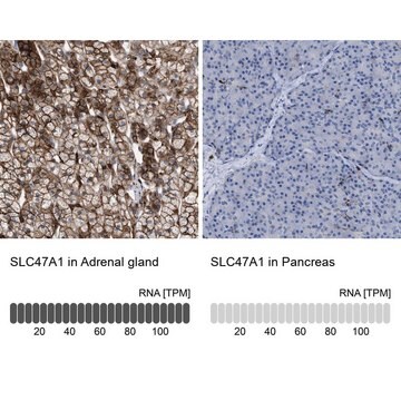 Anti-SLC47A1 antibody produced in rabbit Prestige Antibodies&#174; Powered by Atlas Antibodies, affinity isolated antibody, buffered aqueous glycerol solution