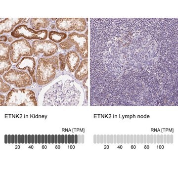 Anti-ETNK2 antibody produced in rabbit Prestige Antibodies&#174; Powered by Atlas Antibodies, affinity isolated antibody, buffered aqueous glycerol solution