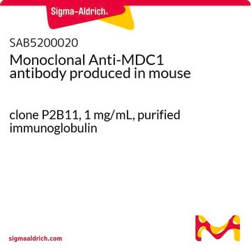 Monoclonal Anti-MDC1 antibody produced in mouse clone P2B11, 1&#160;mg/mL, purified immunoglobulin