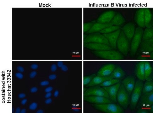 Monoclonal Anti-Influenza B Virus NP antibody produced in mouse clone GT382, affinity isolated antibody