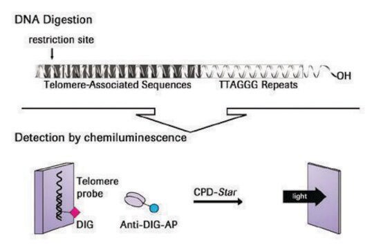 TeloTAGGG&#8482; Telomere Length Assay sufficient for &#8804;50&#160;reactions, kit of 1 (15 components), suitable for cell culture