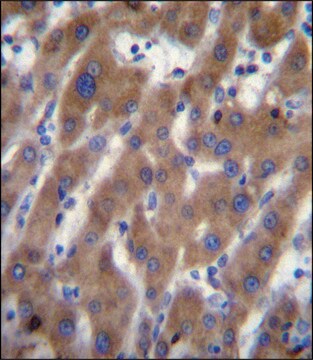 ANTI-UBAP2 (N-TERM) antibody produced in rabbit IgG fraction of antiserum, buffered aqueous solution