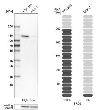 Anti-BRD2 antibody produced in rabbit Prestige Antibodies&#174; Powered by Atlas Antibodies, affinity isolated antibody, buffered aqueous glycerol solution