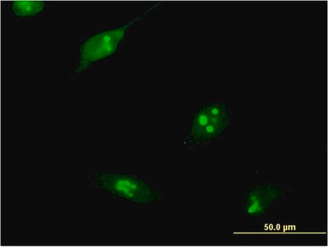 Monoclonal Anti-RPL10L antibody produced in mouse clone 1E9, purified immunoglobulin, buffered aqueous solution