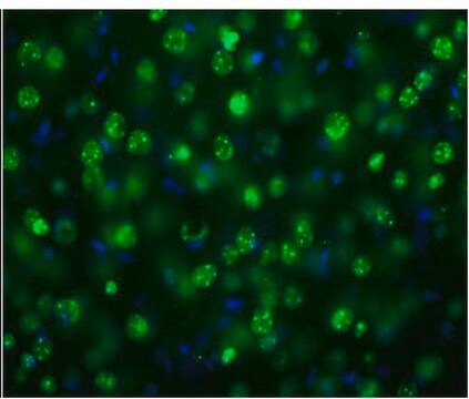 Anti-MeCP2 from rabbit, purified by affinity chromatography