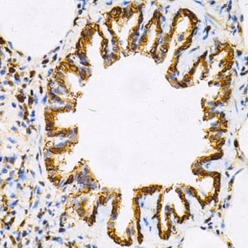 Anti-HSP90AB1 antibody produced in rabbit