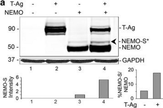 Anti-SV40 T Antigen (Ab-2) Mouse mAb (PAb416) liquid, clone PAb416, Calbiochem&#174;